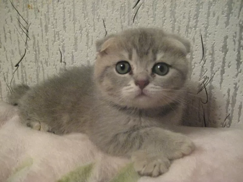 продам котят вислоухих и страйтов доступно. 2
