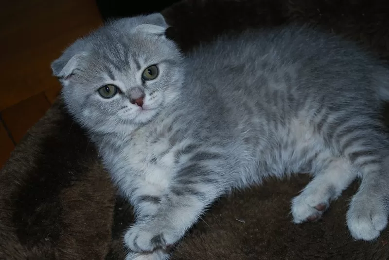 продам котят вислоухих и страйтов доступно.