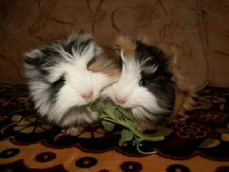 Продам морских свинок