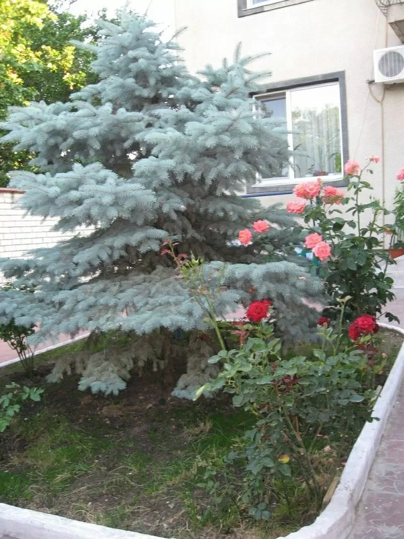 Сдам дом у моря,  Аркадия. Посуточно! 7