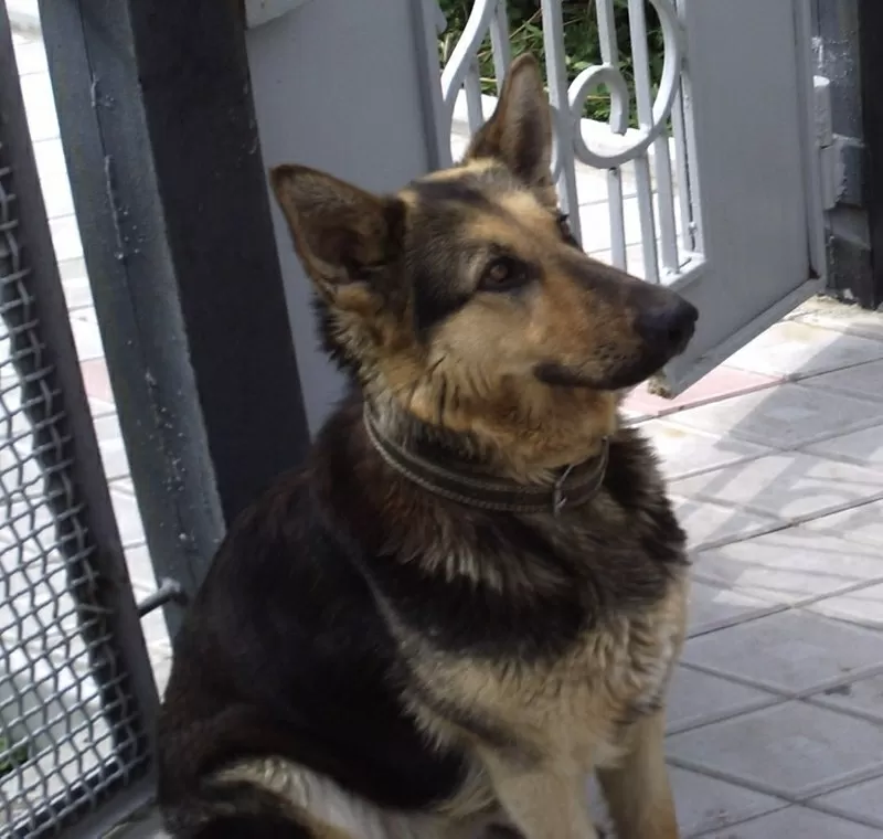 Продам щенков Немецкой овчярки - свои.