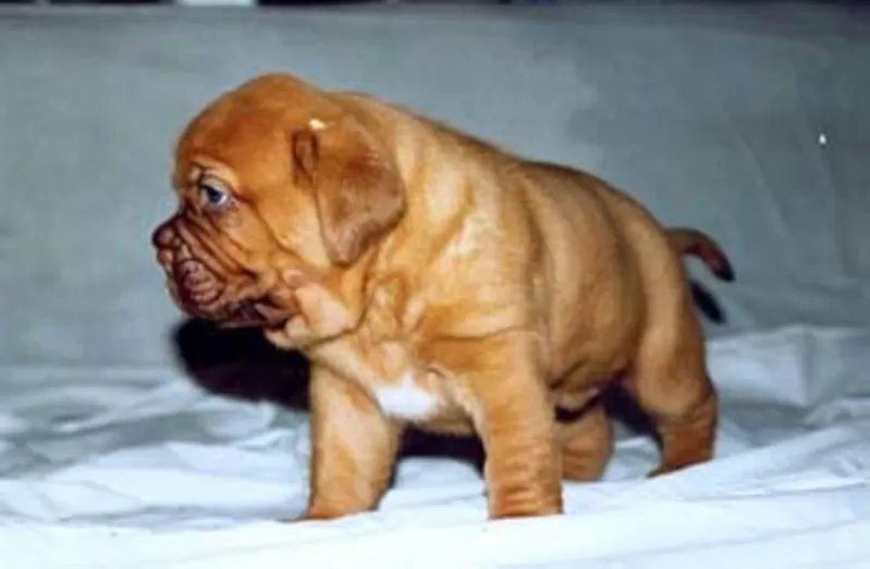 Бордоский дог щенки